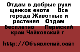 Отдам в добрые руки щенков енота. - Все города Животные и растения » Отдам бесплатно   . Пермский край,Чайковский г.